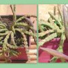 Stapelia variegata